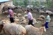 
حیوانی ناشناخته عامل رعب و وحشت مردم شد
