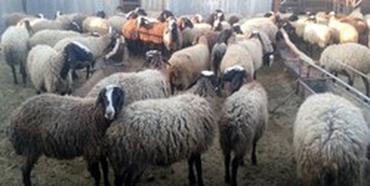 گم شدن حدود 1000 گوسفند زنده در فرودگاه! /عکس
