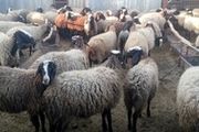 
کشف و ضبط 400 کیلوگرم گوشت فاسد