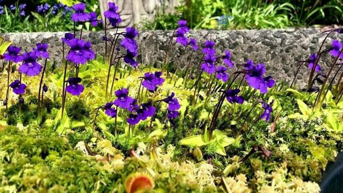 دنیای شگفت‌انگیز گیاهان گوشت‌خوار + عکس