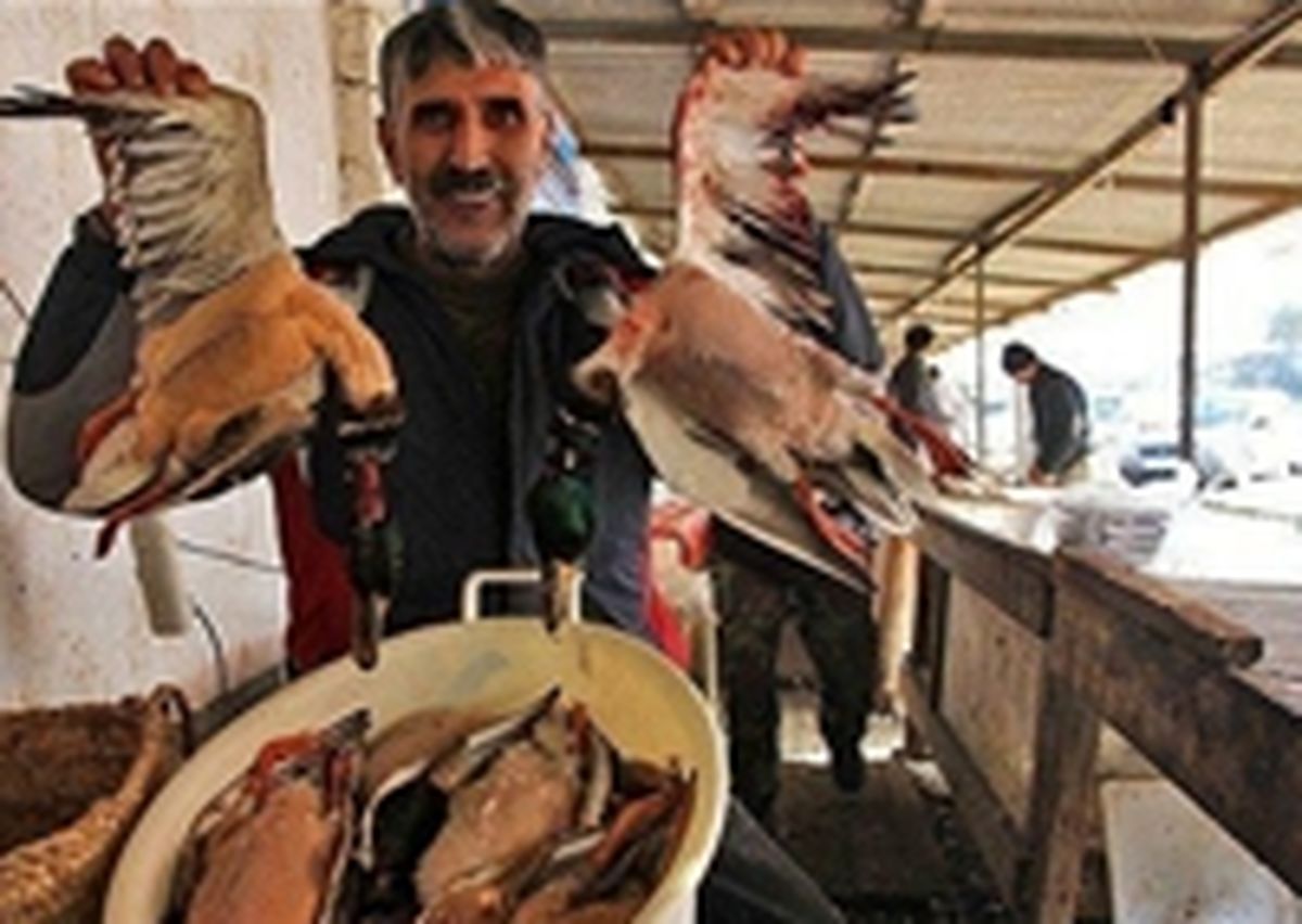 رد ردیاب‌های پرندگان خارجی در قابلمه فسنجان!