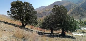 ثبت ملی چهار درخت کهنسال استان تهران