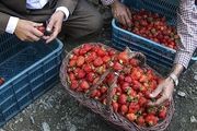 هورامان در آستانه جهانی شدن/ گزارش تصویری