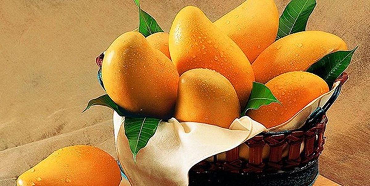 موادر مصرف هسته انبه در طب سنتی + جزئیات