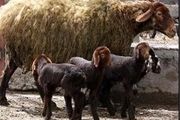 تحولی عظیم در تولید دام سبک زنجان با اجرای طرح اقتصاد مقاومتی چندقلوزایی