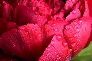 این گیاهان تزیینی، سمی هستند