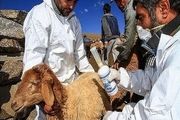 ۱۳ هزار راس دام در برابر طاعون نشخوار کنندگان واکسینه شدند