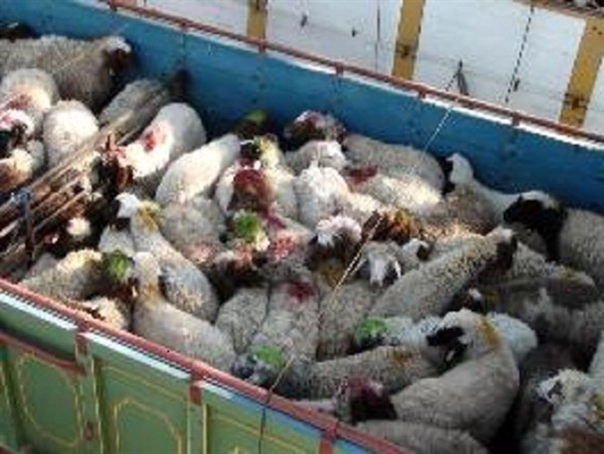 کشف ۱۲۸ رأس دام فاقد مجوز حمل در شهرستان البرز