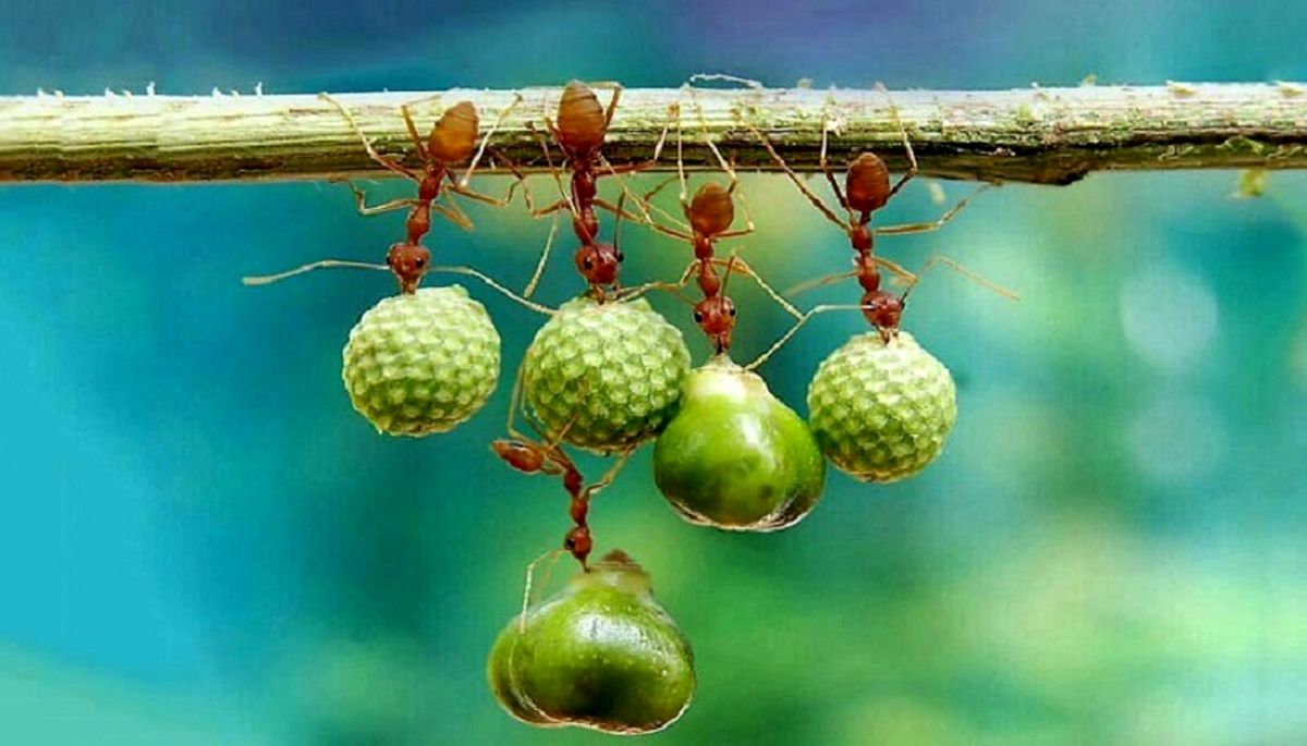 لقمه هایی که دنیا و آخرت را به خطر می اندازند