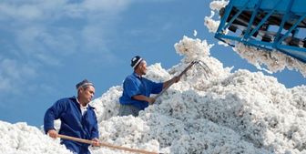 قیمت انواع پنبه +جدول