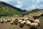 لزوم جلوگیری از وجود دام‌های غیرمجاز در منطقه باشگل