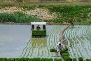 خودکفایی تولید برنج در داخل شدنی است
