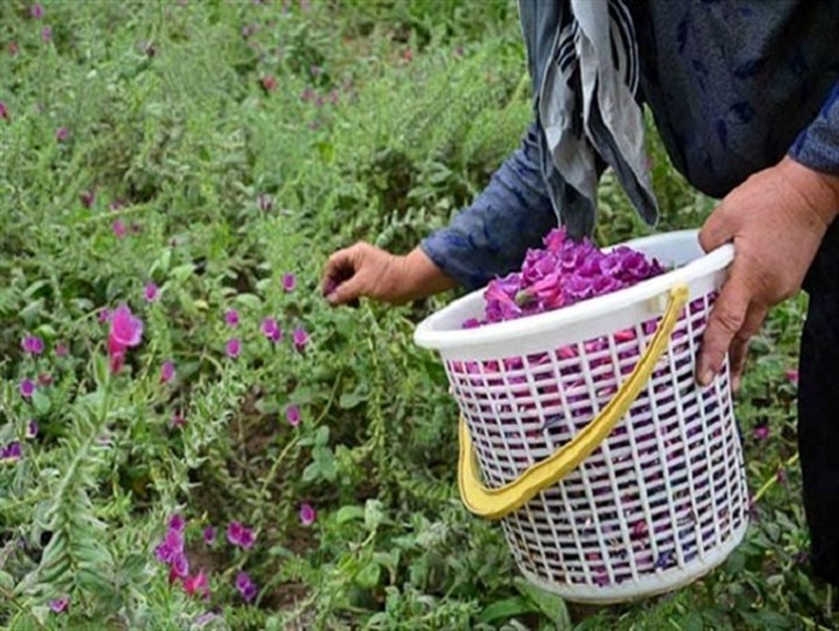 برخی گیاهان و گلها تنها تزئینی نیستند