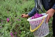 برخی گیاهان و گلها تنها تزئینی نیستند