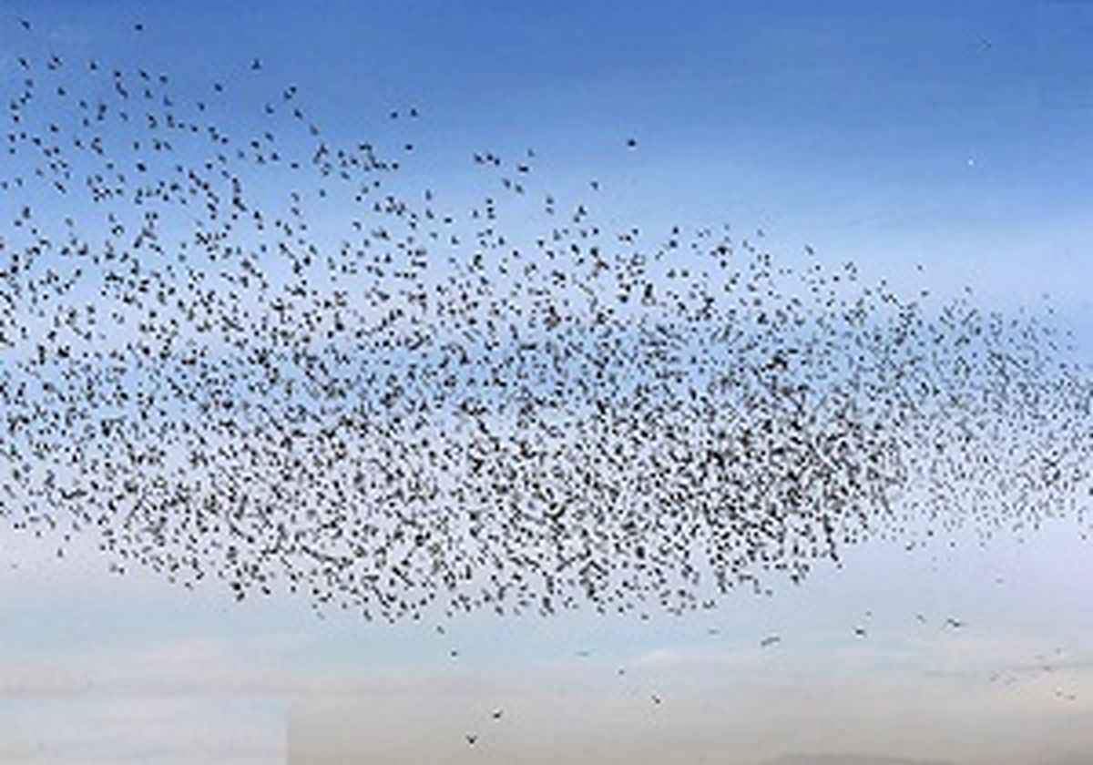 
خسارت
سنگین پرندگان مهاجر به مزارع کشت و صنعت مغان
