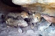 محیط زیست در هفته ای که گذشت