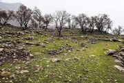 حال ناخوش جنگل‌های بلوط زاگرس/ گزارش تصویری