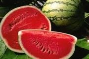 هندوانه شیرین و قرمز را با این ۴ روش علمی انتخاب کنید +عکس