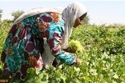 از کاشت مین تا برداشت خوشه انگور