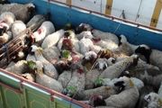 توقیف محموله قاچاق دام در درمیان