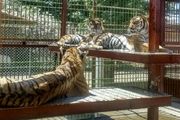 بازماندگان سیرگ حیوانات ساماندهی شدند