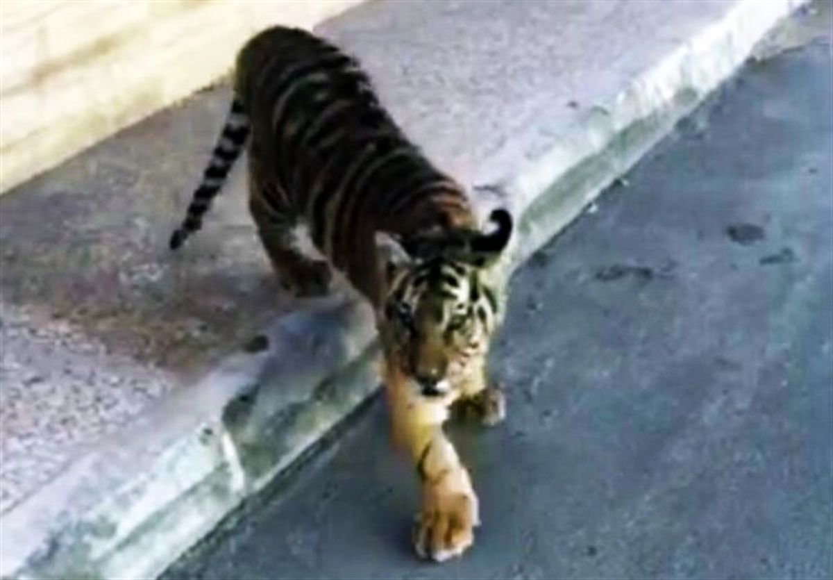 منتشر کننده فیلم سرگردانی توله ببر مجازات خواهد شد
