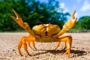 خرچنگ لاکچری/ عکس