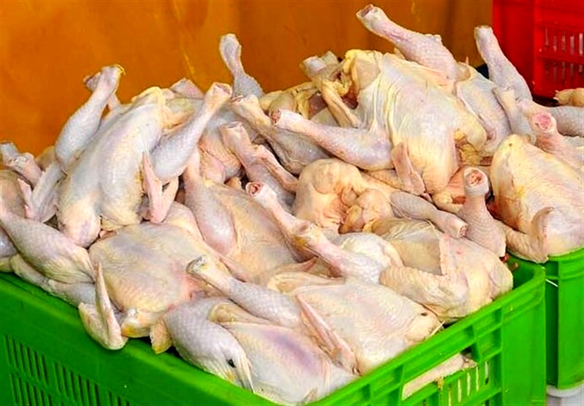 قیمت مرغ در سراشیبی قرار گرفت
