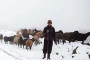 برف صومعه‌سرا جان یک چوپان را گرفت