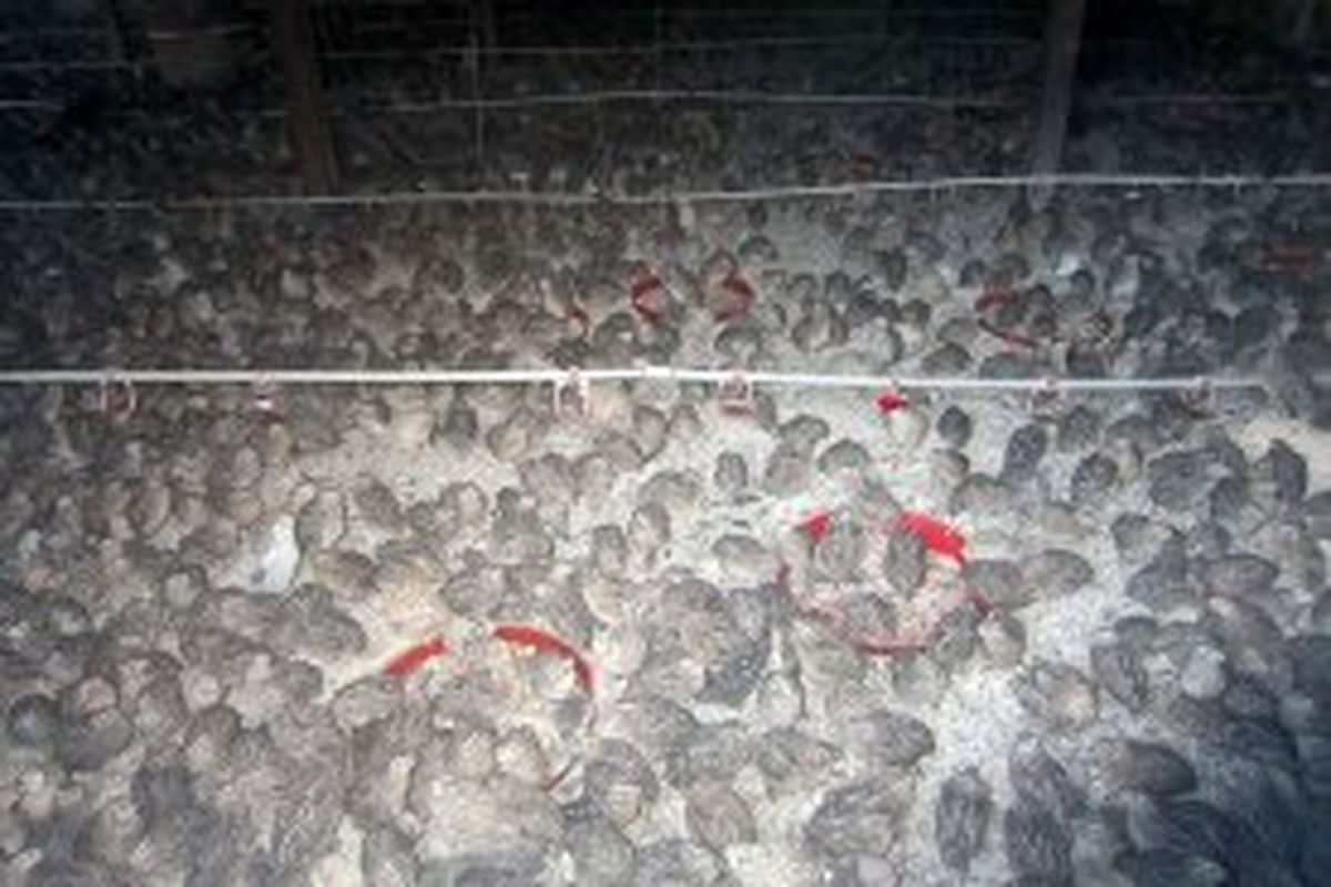 آتش جان 13هزار مرغ را گرفت