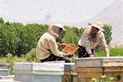 اسکان زنبورداران مهاجر در ییلاقهای شهرستان هشترود آغاز شد