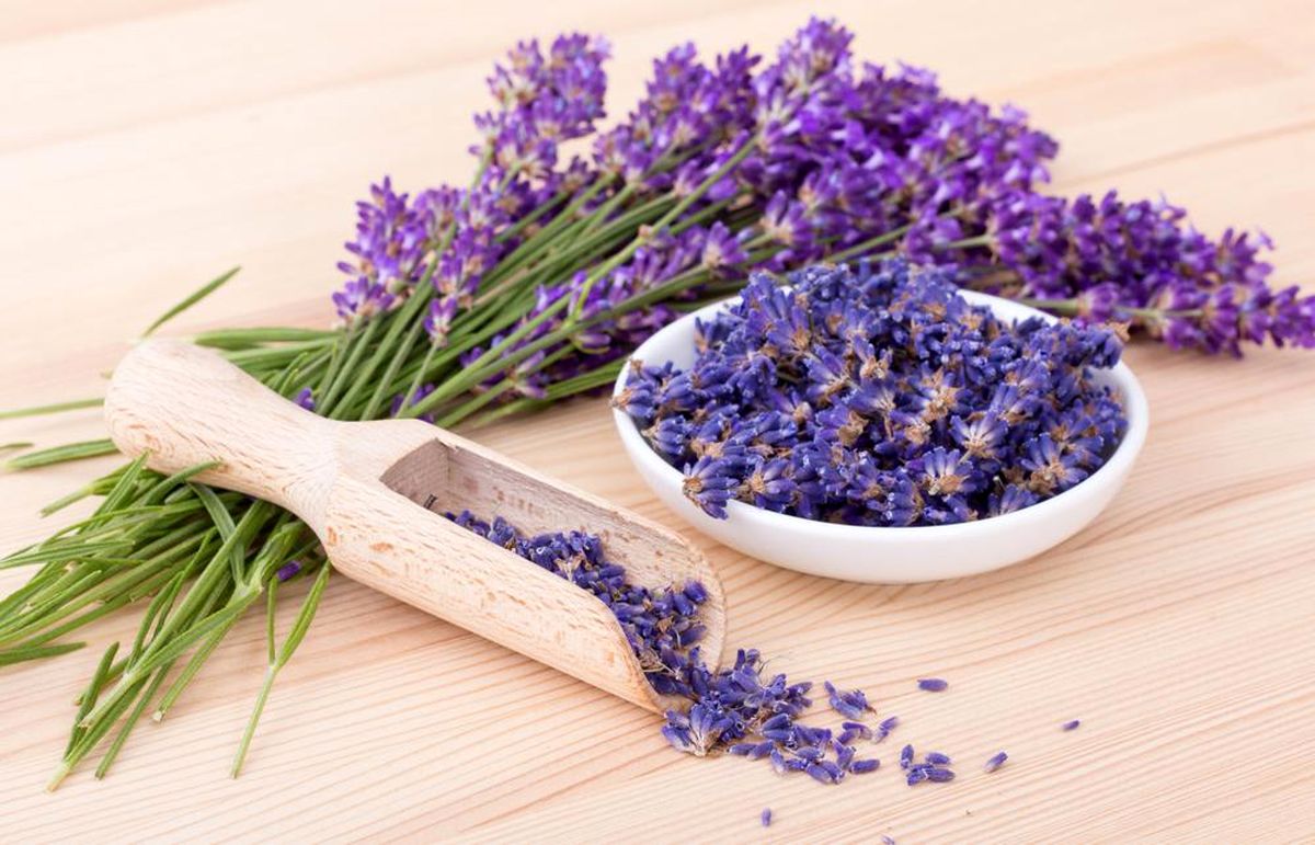تا حالا مزرعه اسطوخودوس دیده اید؟ +عکس