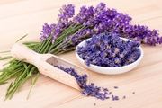 تا حالا مزرعه اسطوخودوس دیده اید؟ +عکس