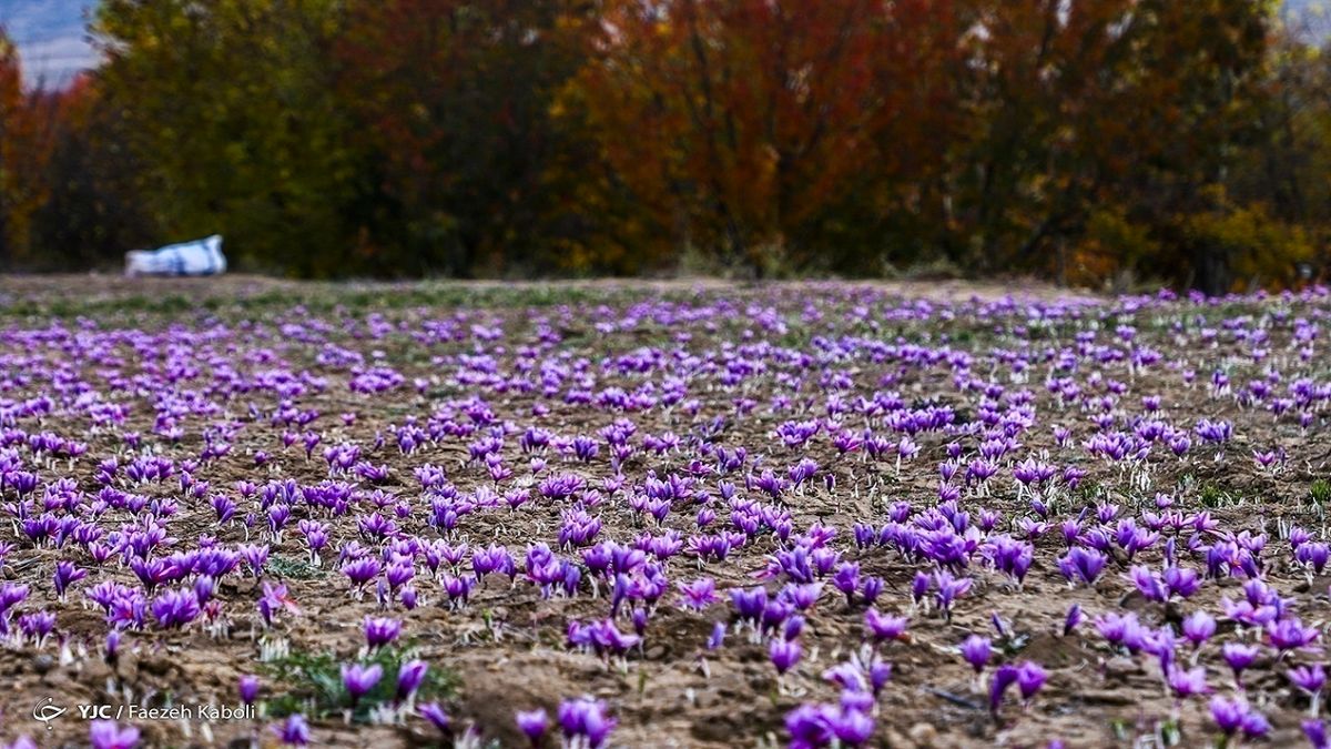 طلای سرخ ۱۵ تا ۳۰ درصد ارزان شد
