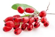 برداشت زرشک در خراسان جنوبی‎/ عکس