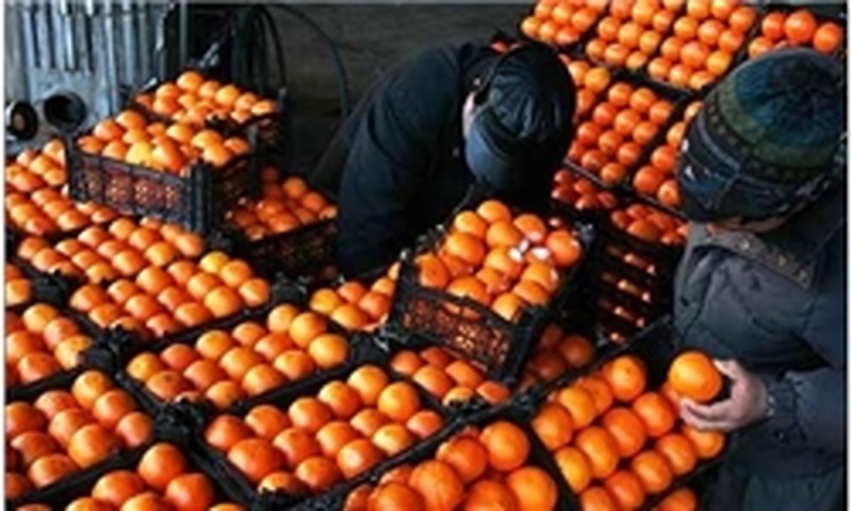 کمبودی در عرضه پرتقال وجود ندارد
