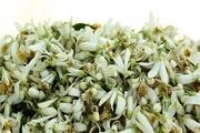 بهار نارنج؛شکوفه‌های معطر،سوغات دلپذیر مازندران