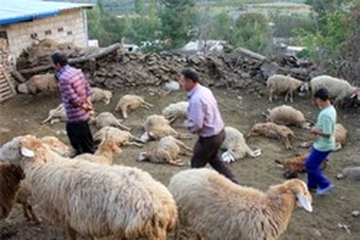 نقش دلار در گرانی گوشت 