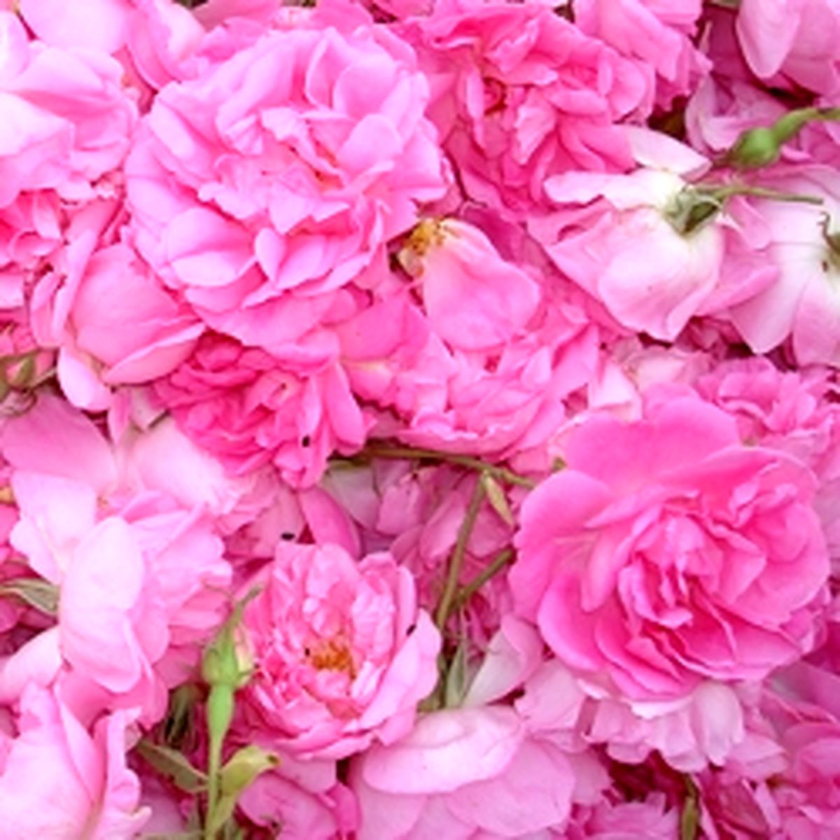 خواص دارویی گل محمدی