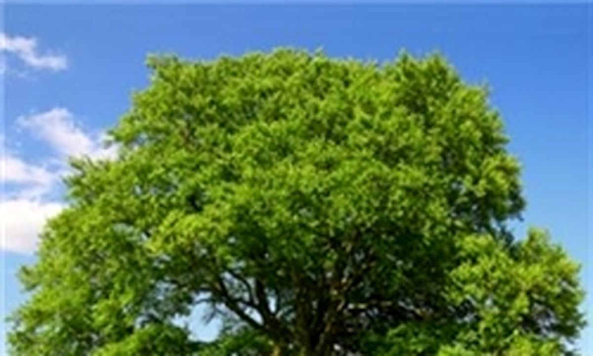 کاشت بیش از 60 هزار درخت در مسیر فرودگاه امام خمینی(ره)