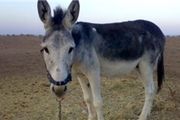 فروش گوشت الاغ در کازرون! 