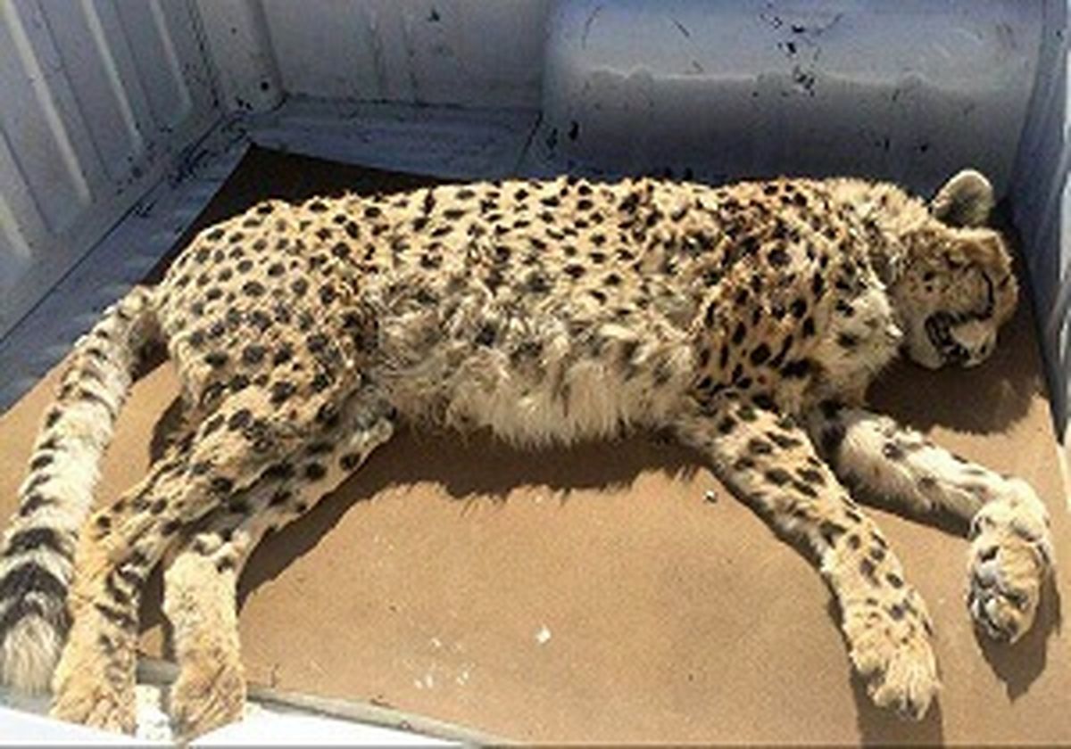 
باز هم مرگ یک یوزپلنگ ایرانی در اثر تصادف
