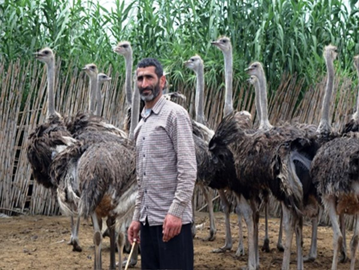 توانایی تولید 25 تن گوشت شترمرغ را دارم