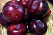 برداشت آلو از باغات «پیوه‌ژن»/ عکس