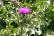 گیاهی برای درمان کبدچرب