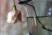فروتنی در مقابل متکبران؟!