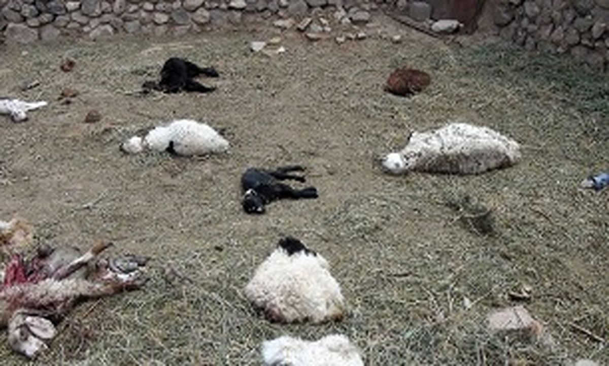 حمله پلنگ های گرسنه به گله گوسفندان