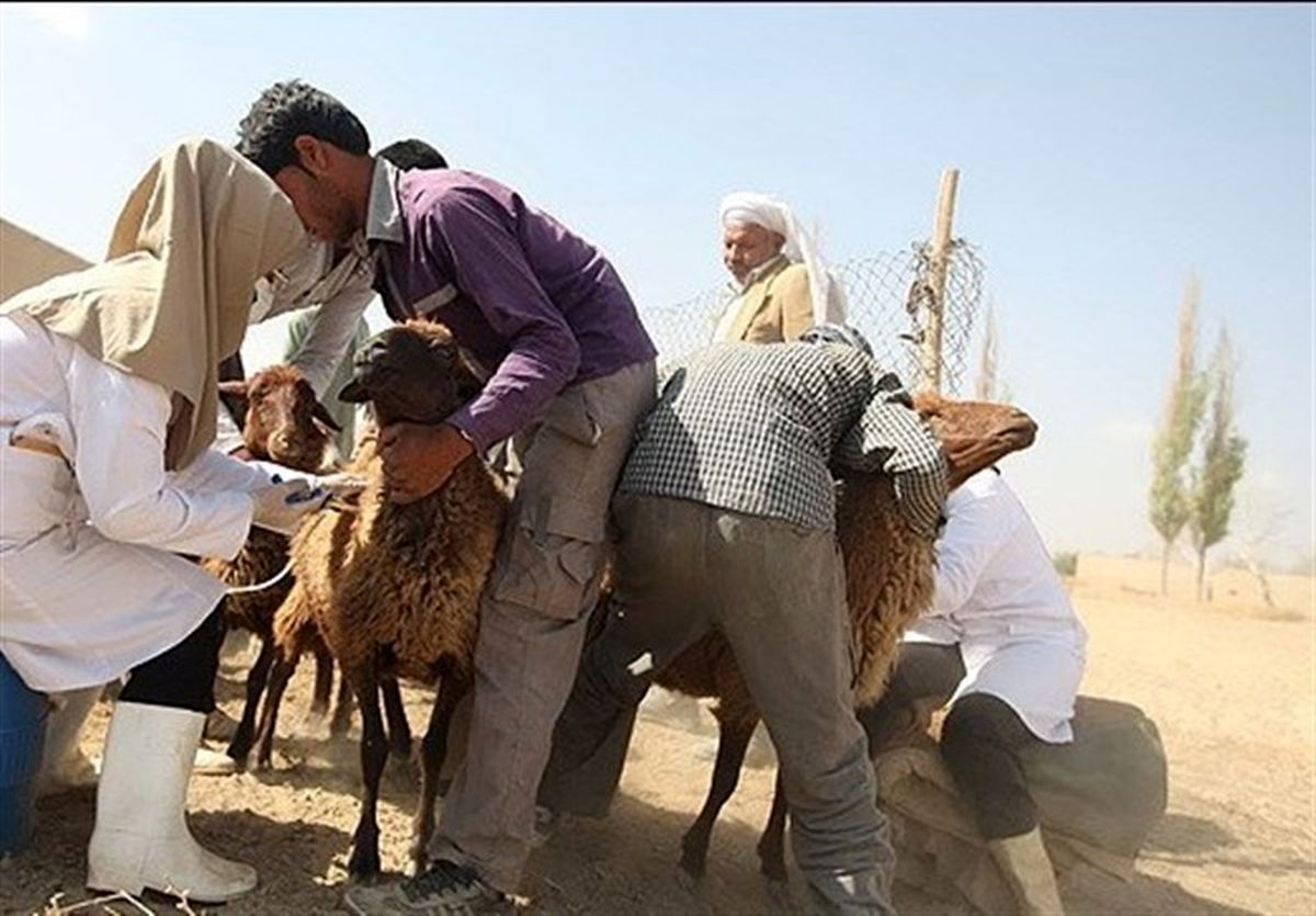 دامپزشکی خراسان جنوبی در مبارزه با انگل‌ها عملکرد خوبی دارد 