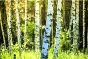 از هر درخت 8333 برگه کاغذ تولید می‌شود
