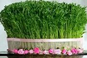 چگونه سبزه یک هفته ای برای عید بکاریم؟